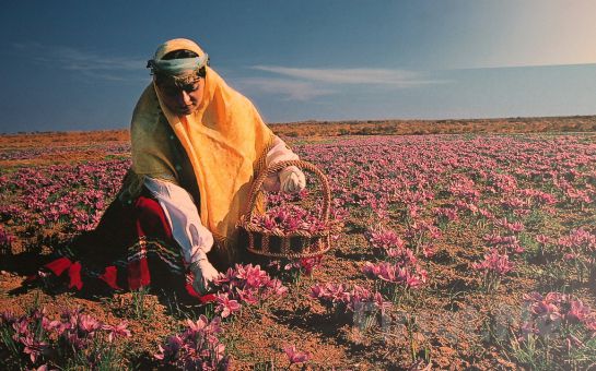 Leggo Tur’dan 1 Gece Konaklamalı Safran Çiçeği Hasadı, Tokatlı Kanyonu, Yörük Köyü, Safranbolu Turu