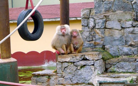 Darıca Emsa Palace Hotel’de Leziz Izgara Menü, Darıca Faruk Yalçın Hayvanat Bahçesine Giriş Fırsatı