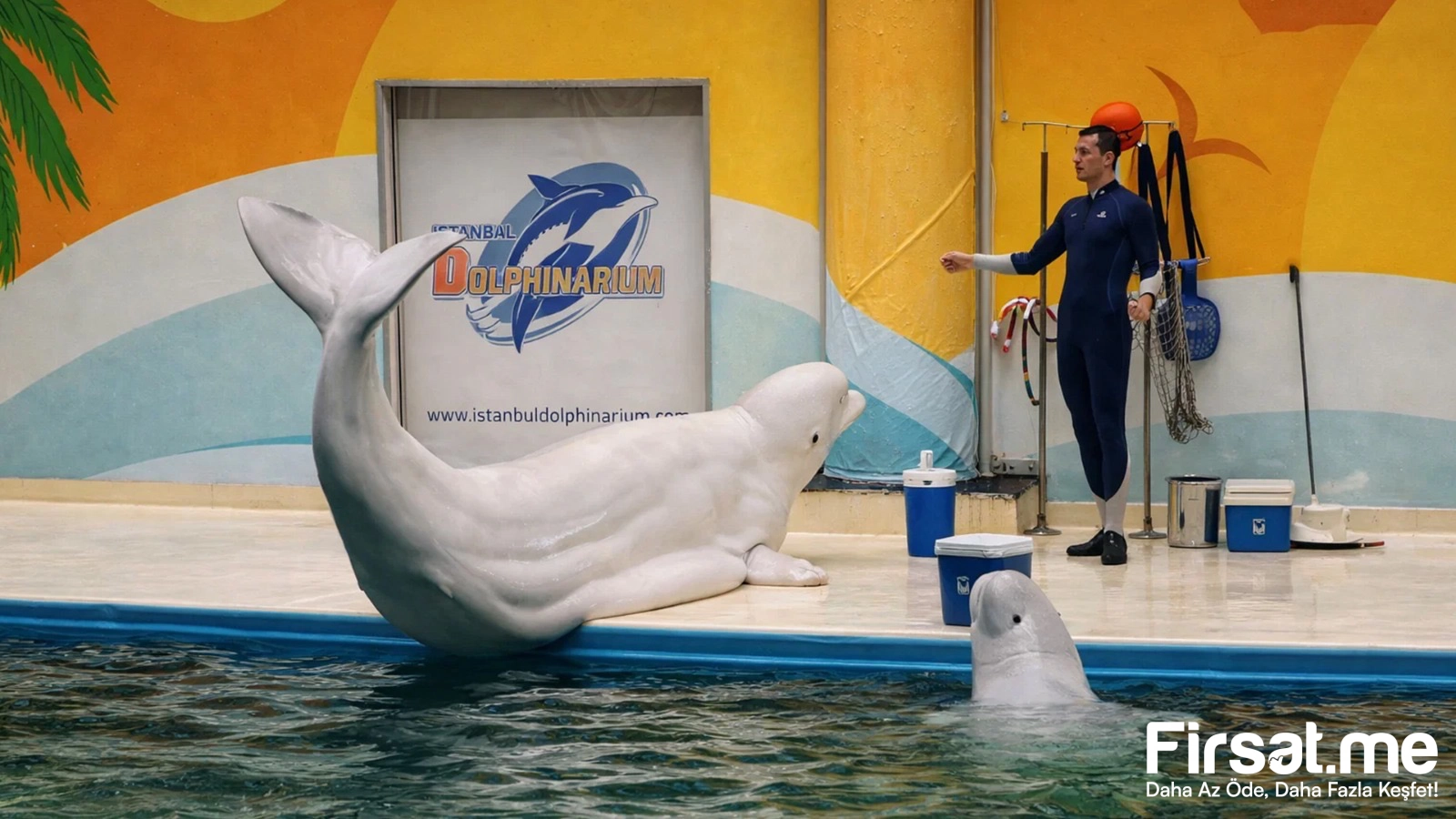 İstanbul Dolphinarium Yunus Gösteri Merkezi ’Yunus Gösteri’ Biletleri (Online Özel İndirim)