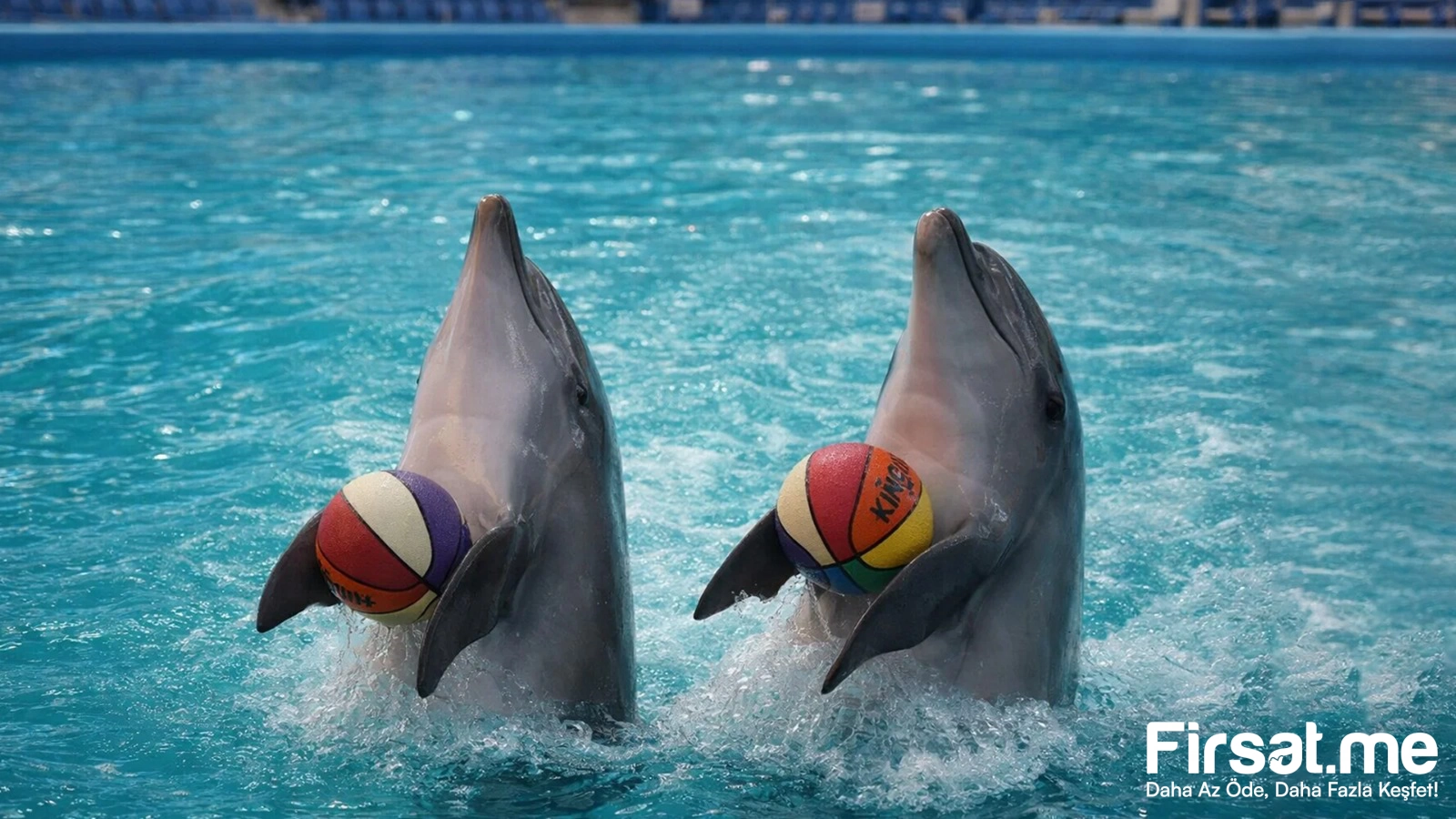İstanbul Dolphinarium Yunus Gösteri Merkezi ’Yunus Gösteri’ Biletleri (Online Özel İndirim)
