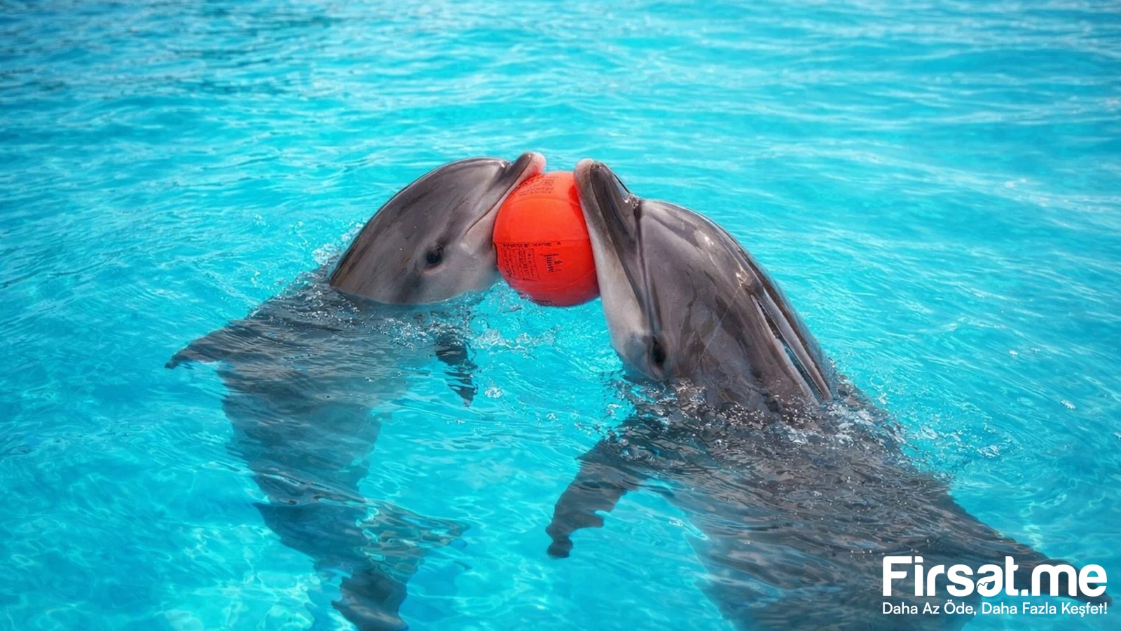 İstanbul Dolphinarium Yunus Gösteri Merkezi ’Yunus Gösteri’ Biletleri (Online Özel İndirim)