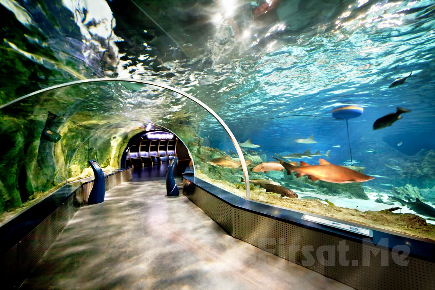 Dünya'nın En Büyük Tematik Akvaryumu Florya 'İstanbul Akvaryum' Giriş Bileti - Fırsat Me