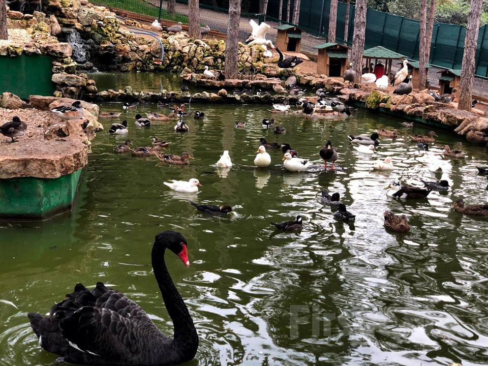 Park Of İstanbul Çekmeköy, Hayvanat Bahçesi Giriş Bileti Seçenekleri -  Fırsat Me