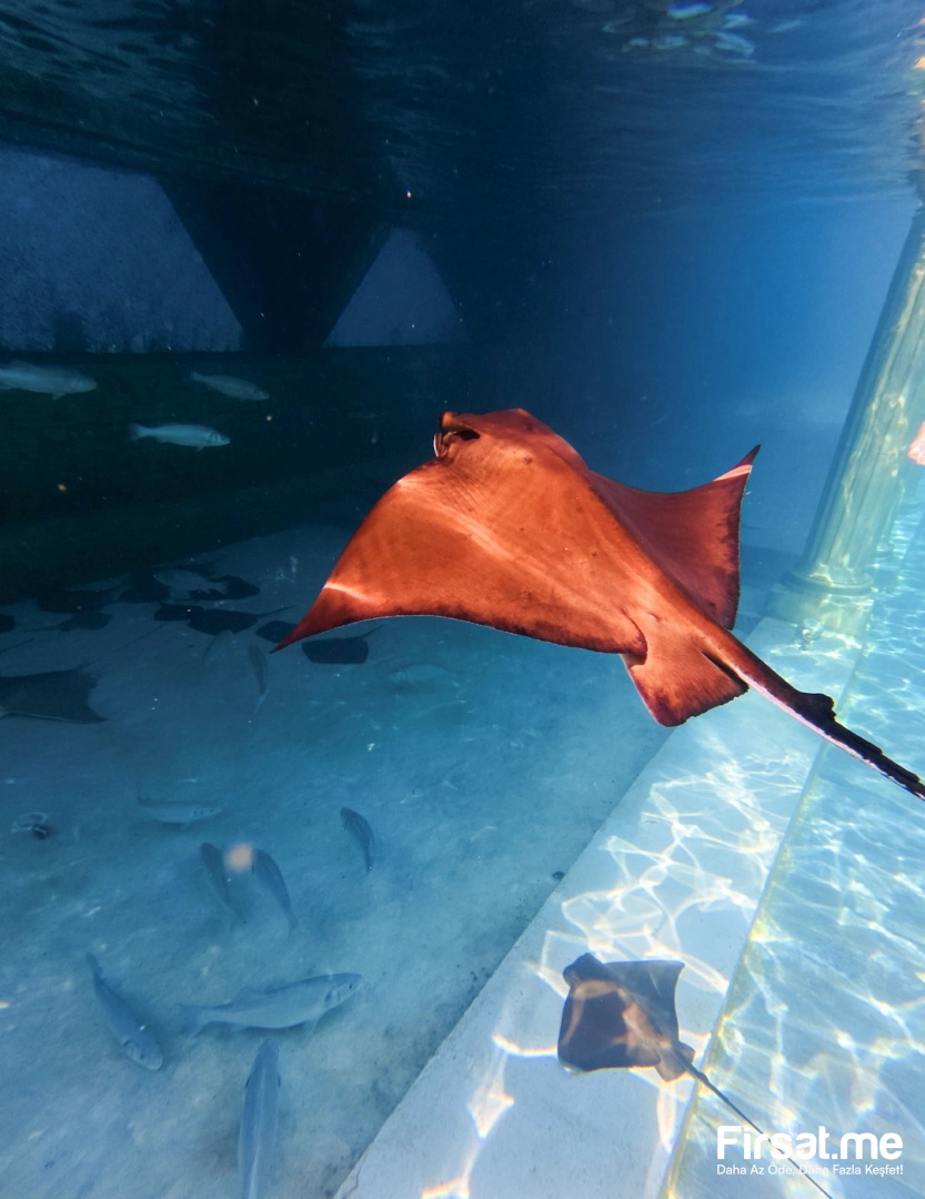 Kemer Kingdom of Sea Su Parkı’nda Herşey Dahil Tüm Gün Aquapark Keyfi (Online Özel İndirim)