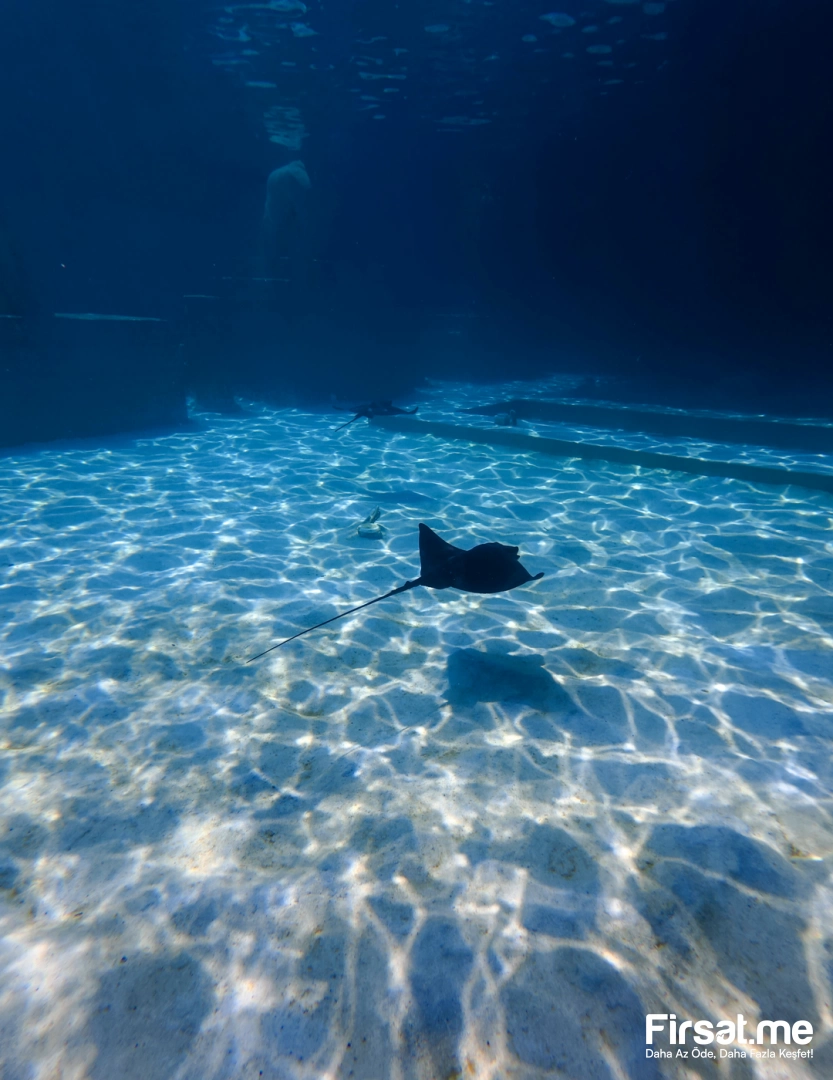 Kemer Kingdom of Sea Su Parkı’nda Herşey Dahil Tüm Gün Aquapark Keyfi (Online Özel İndirim)