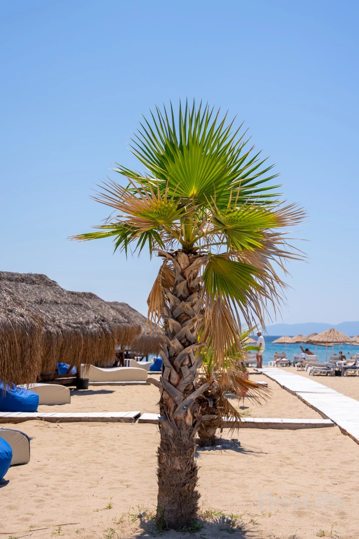 Lagada Beach Sarımsaklı’da, İçecek Dahil Tüm Gün Plaj Giriş Bileti (Online Özel İndirim)