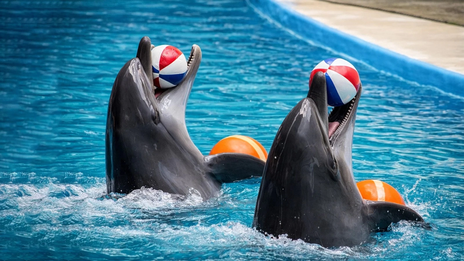 Dolphinarium Eyüp