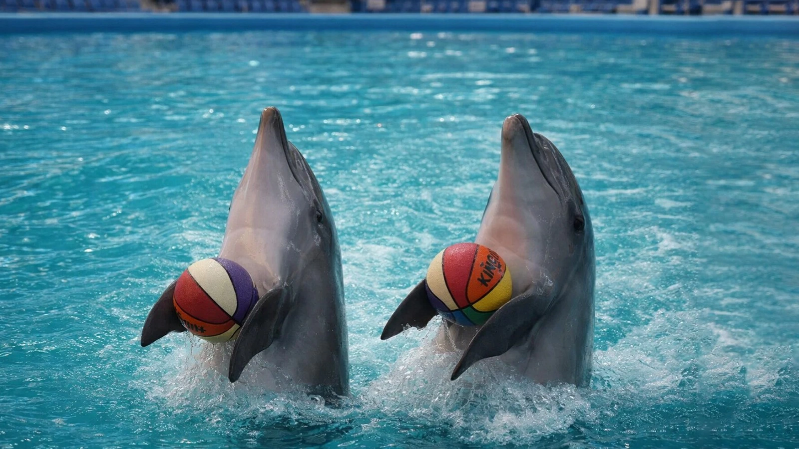 Dolphinarium Eyüp