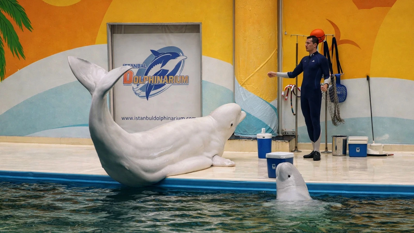 Dolphinarium Eyüp