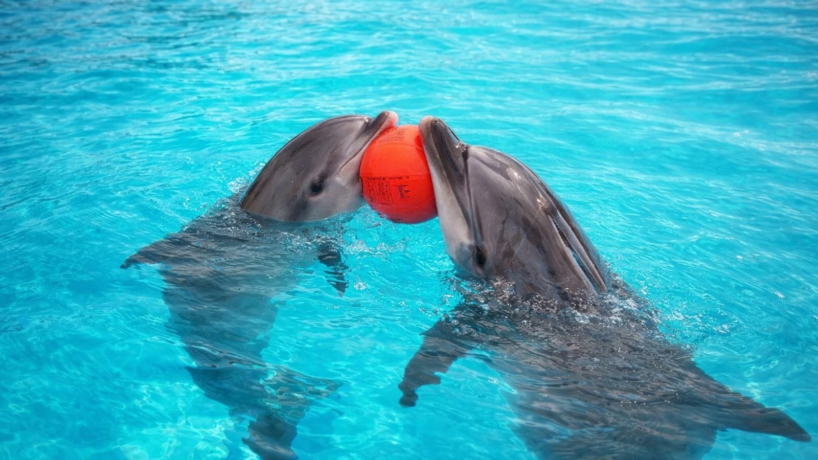 Dolphinarium Eyüp