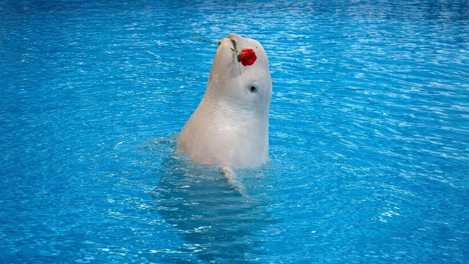 Dolphinarium Eyüp